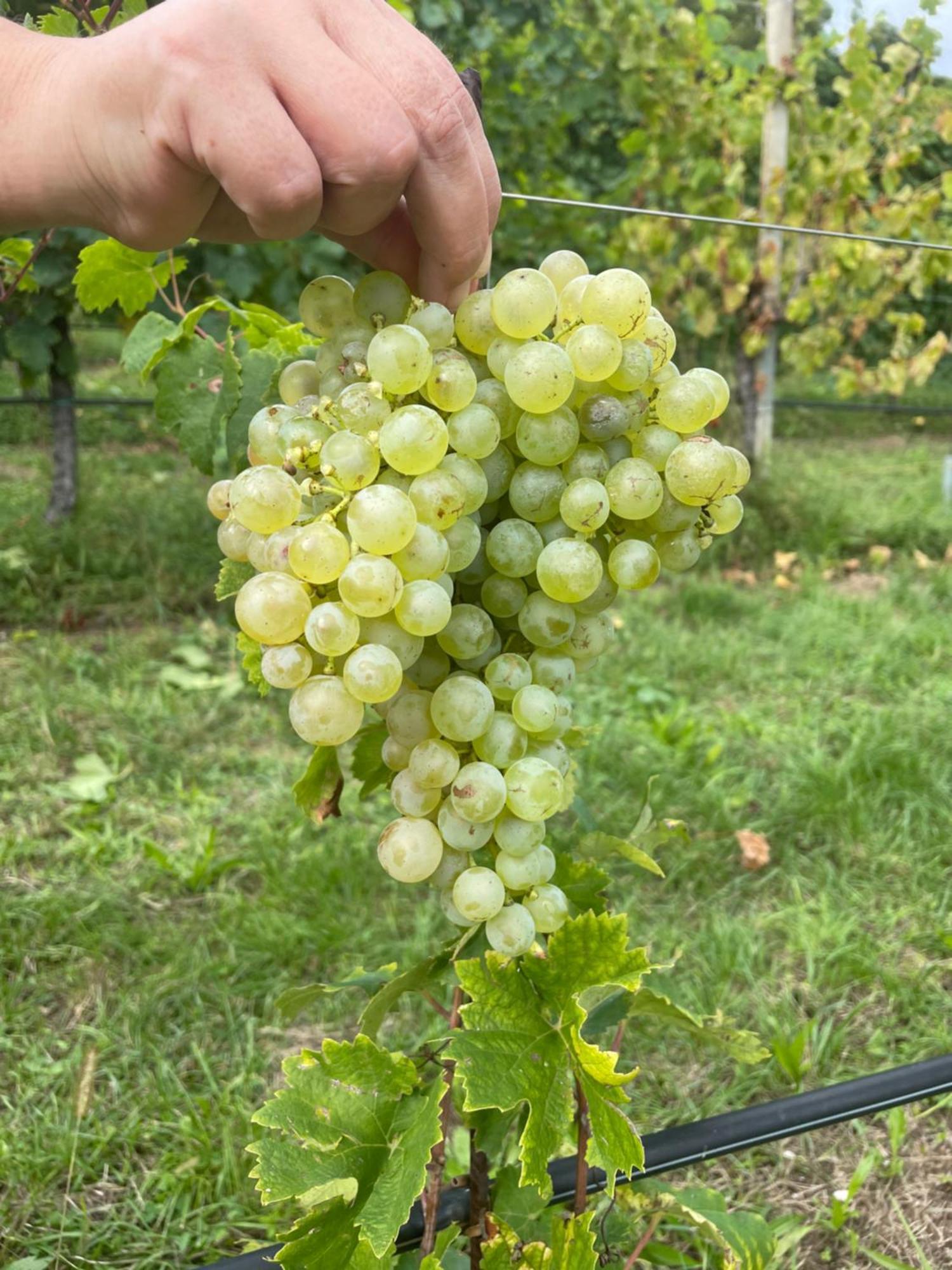 Agriturismo Le Noci Tarzo Exteriér fotografie