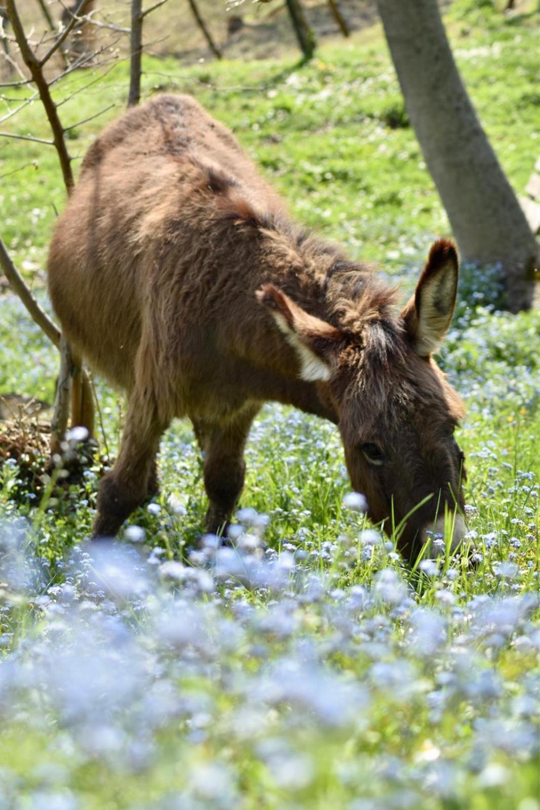 Agriturismo Le Noci Tarzo Exteriér fotografie